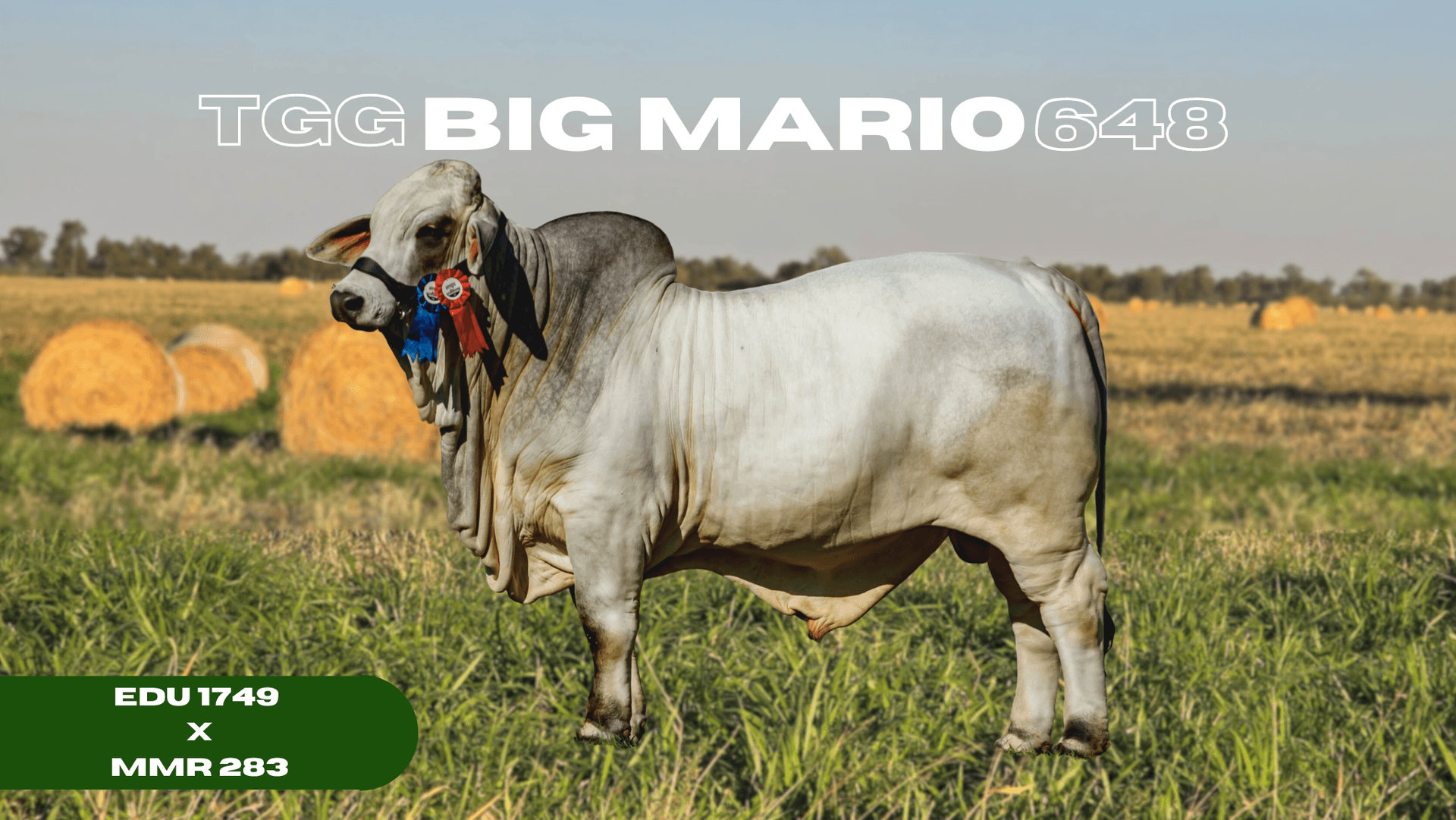 Premio 648 - Gran Campeona Brahman