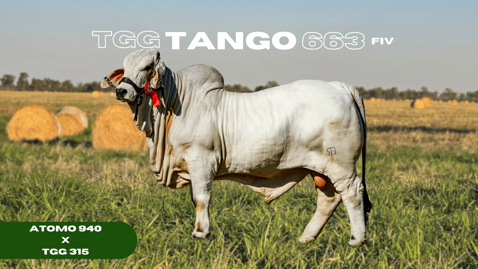 Premio 663 - Gran Campeona Brahman