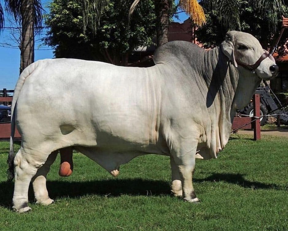 Semen y embriones de alta calidad