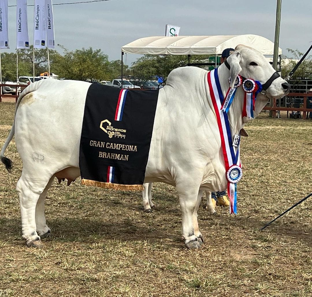 Gran Campeona Brahman