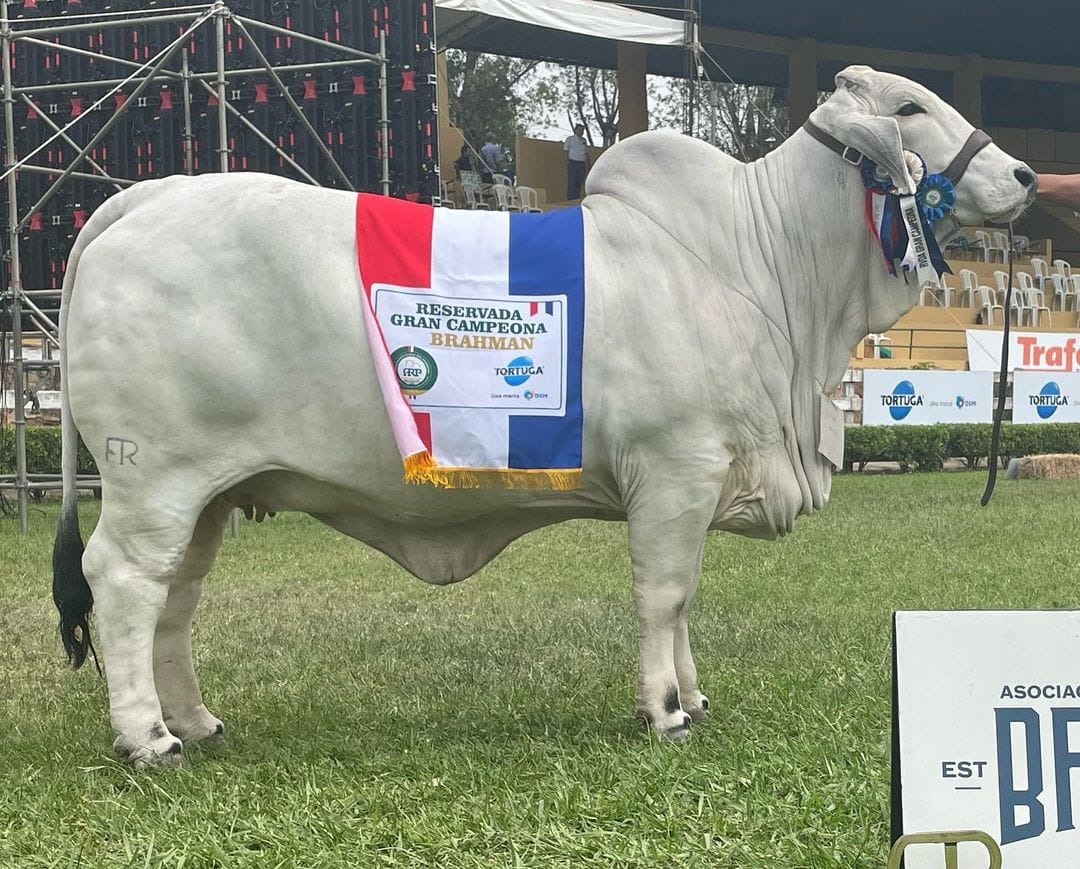 Reservada Gran Campeona Brahman