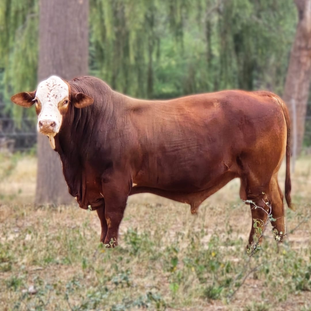 Toros a campo disponibles